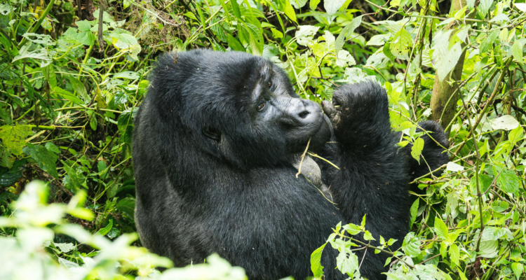 Safari travelers visiting Rwanda for wildlife and gorillas