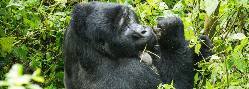 Safari travelers visiting Rwanda for wildlife and gorillas