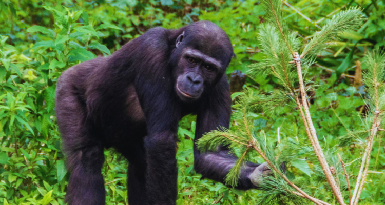 Gorilla Trekking Rwanda vs Uganda