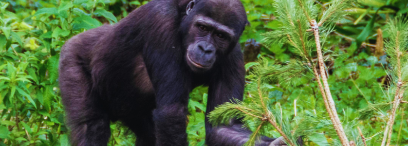 Gorilla Trekking Rwanda vs Uganda