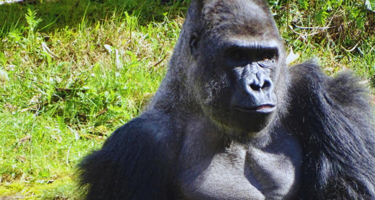 Uganda Gorilla Trekking Tours