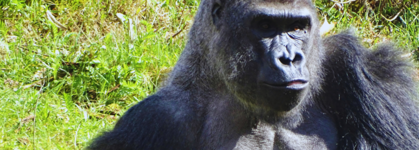 Uganda Gorilla Trekking Tours