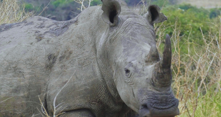 Rwanda Safaris & Tours