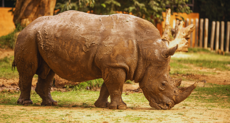Safari in Rwanda