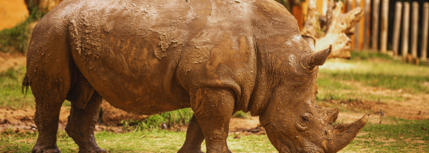 Safari in Rwanda
