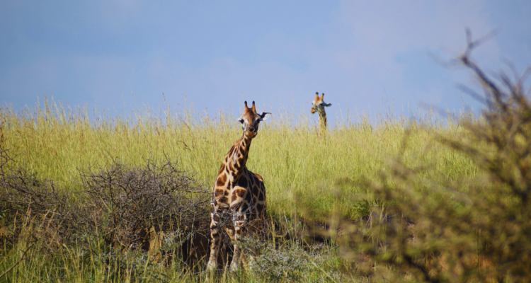 Uganda Tours and Safaris
