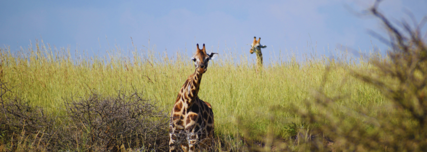 Uganda Tours and Safaris