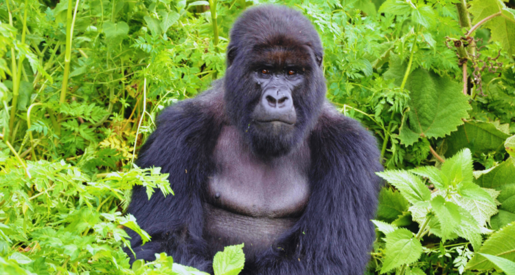 Uganda Gorilla Safaris