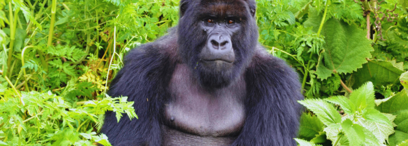 Uganda Gorilla Safaris