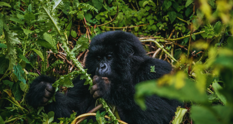 Gorilla Safaris in Uganda Africa