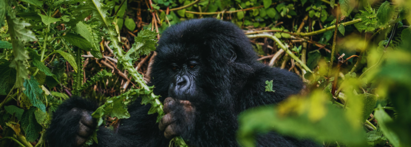 Gorilla Safaris in Uganda Africa