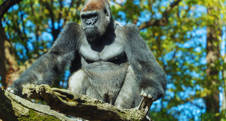Uganda Gorilla Tours