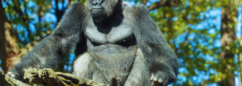 Uganda Gorilla Tours
