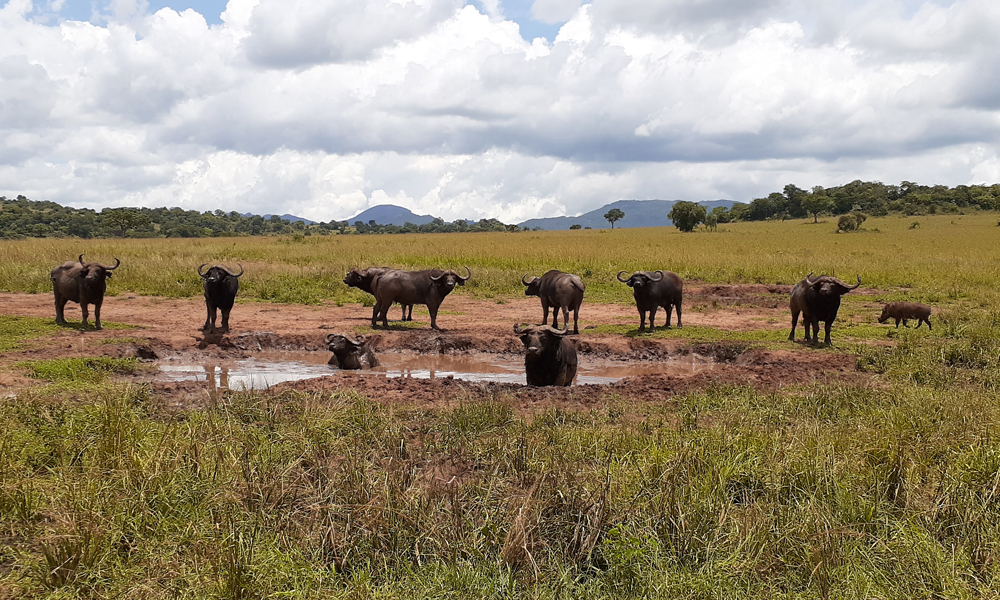 Kidepo National Park