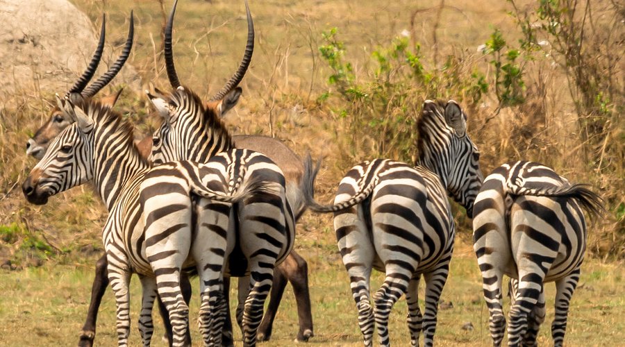 Lake Mburo National Park Uganda