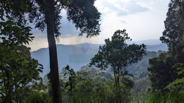Flora in Nyungwe Forest National Park