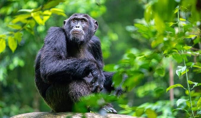 Nyungwe National park Rwanda