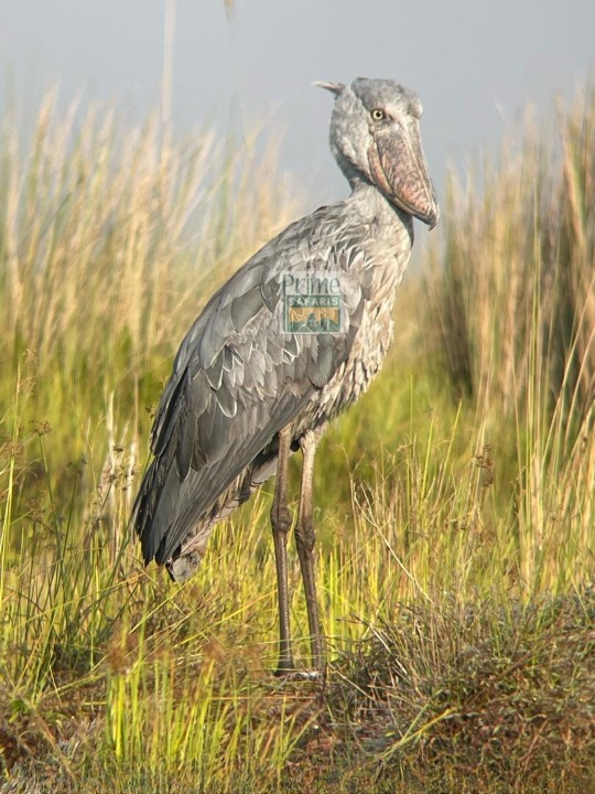 Semuliki National Park